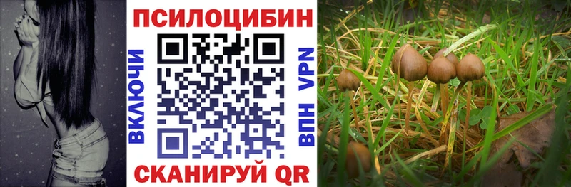 наркотики  Богучар  Псилоцибиновые грибы Psilocybe 